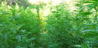 Malta, Sicilian sentenced to 14 years following a drug bust 4 years agO