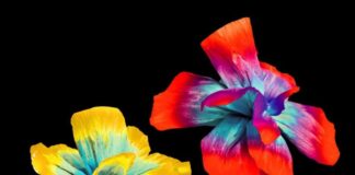 Diodato, il 24 marzo esce il nuovo album “Così speciale”