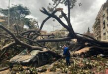 Sicilia in ginocchio per il maltempo, a Palermo cade grosso albero