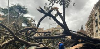 Sicilia in ginocchio per il maltempo, a Palermo cade grosso albero