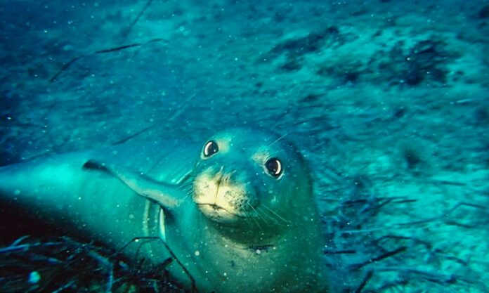 foca monaca, giovane
