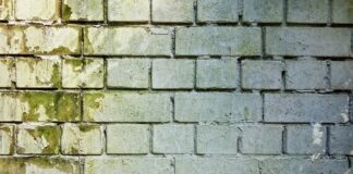 Come eliminare la muffa Rimedi per eliminare la muffa