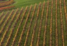 In Valle d’Aosta al via domande per l’autorizzazione all’impianto di nuovi vigneti