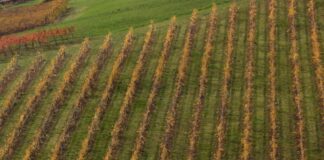 In Valle d’Aosta al via domande per l’autorizzazione all’impianto di nuovi vigneti