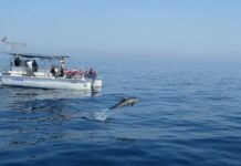 Intelligenze artificiali per studiare i cetacei nel Golfo di Taranto