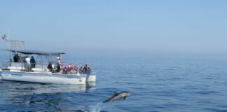 Intelligenze artificiali per studiare i cetacei nel Golfo di Taranto