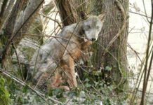 Un lupo ferito con gli arti fratturati salvato in Irpinia