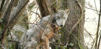 Un lupo ferito con gli arti fratturati salvato in Irpinia