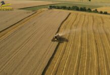 Pirateria agroalimentare, sequestrate 382 tonnellate di cereali in Puglia e Sicilia