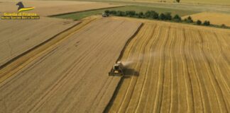 Pirateria agroalimentare, sequestrate 382 tonnellate di cereali in Puglia e Sicilia