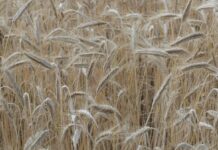 Distretti agro-alimentari, export +14,1% nei primi 9 mesi del 2022
