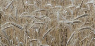 Distretti agro-alimentari, export +14,1% nei primi 9 mesi del 2022