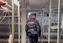 Milano, trovata serra clandestina di marijuana. Tre arresti