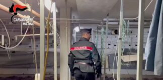 Milano, trovata serra clandestina di marijuana. Tre arresti