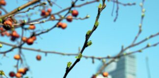 Milano, Assiteca-Howden a sostegno della Biblioteca degli Alberi