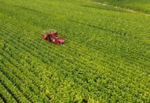 Philip Morris, investimento da 500 mln per la filiera del tabacco