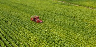 Philip Morris, investimento da 500 mln per la filiera del tabacco
