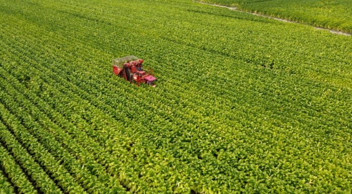 Philip Morris, investimento da 500 mln per la filiera del tabacco