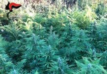 Piantagione di marijuana tra i boschi nel Reggino, due arresti