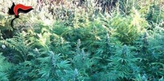 Piantagione di marijuana tra i boschi nel Reggino, due arresti