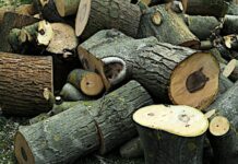 Nuove tecniche di gestione per la filiera del legno in Emilia Romagna