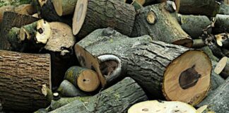 Nuove tecniche di gestione per la filiera del legno in Emilia Romagna