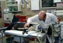 Medici veterinari chiedono di riformare l’Iva sulle prestazioni