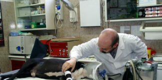 Medici veterinari chiedono di riformare l’Iva sulle prestazioni