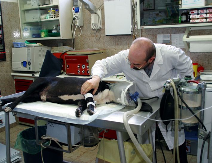 Medici veterinari chiedono di riformare l’Iva sulle prestazioni