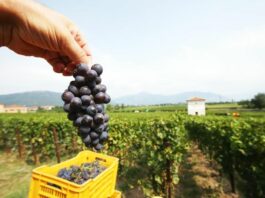 Confagricoltura Puglia “Vendemmia record ma il mercato del vino ha il fiato corto”