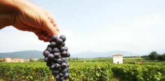 Enoturismo, 10 milioni di vacanzieri pernotteranno fuori casa nel 2023