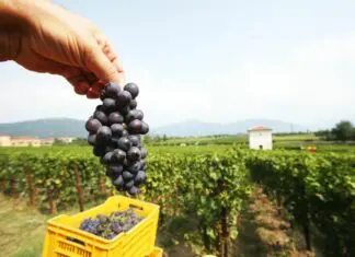 Confagricoltura Puglia “Vendemmia record ma il mercato del vino ha il fiato corto”