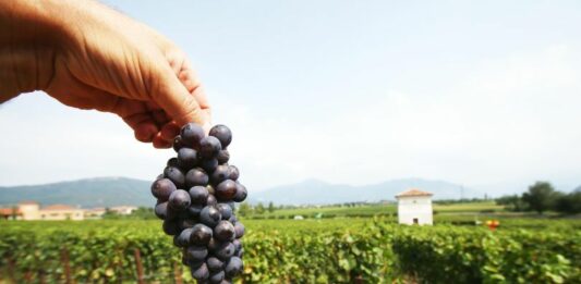 Confagricoltura Puglia “Vendemmia record ma il mercato del vino ha il fiato corto”