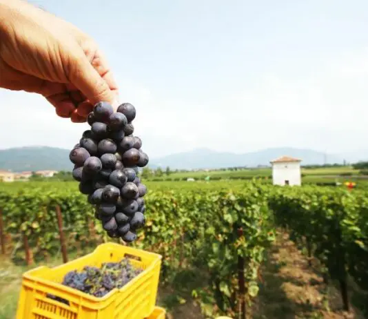 Confagricoltura Puglia “Vendemmia record ma il mercato del vino ha il fiato corto”