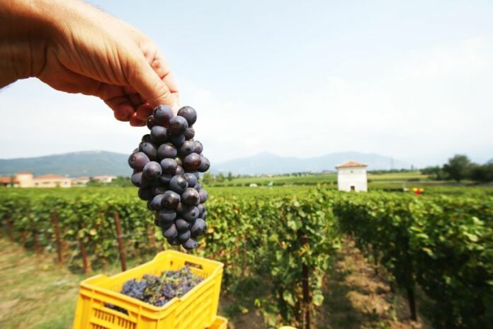 Prima vendemmia del Berlucchi
