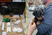 Il cucciolo “Dante” a difesa del fortino della droga, 5 arresti a Catania