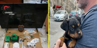 Il cucciolo “Dante” a difesa del fortino della droga, 5 arresti a Catania