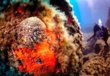 L’Italia rafforza la rete delle Aree Marine Protette nel Mediterraneo