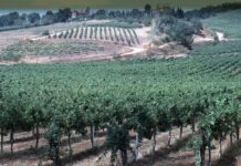 In Toscana 42 mila imprese agroalimentari, il 30,4% a conduzione femminile