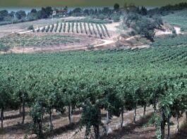 In Toscana 42 mila imprese agroalimentari, il 30,4% a conduzione femminile