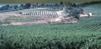 Toscana, Assessore Saccardi inaugura corso Donne del Vino