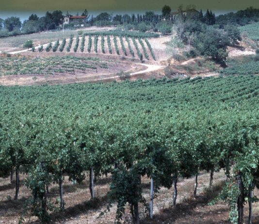 In Toscana 42 mila imprese agroalimentari, il 30,4% a conduzione femminile