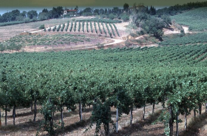 AGRICOLTURA VIGNETO COLLINE DELLA VALLE DEL CHIANTI IN TOSCANA PRODUZIONE VINO ATTIVITA' VINICOLA