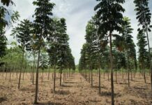 Flowe triplica il suo impegno per la riforestazione in Guatemala