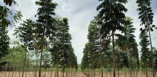 Flowe triplica il suo impegno per la riforestazione in Guatemala