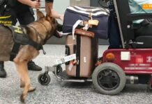 Nascondeva 8 chili di cocaina nella sedia a rotelle, arrestato a Malpensa