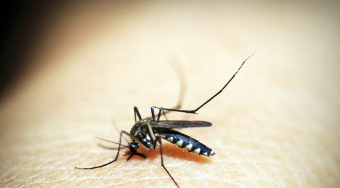 Gli italiani e la paura degli insetti, da Nord a Sud reazioni diverse