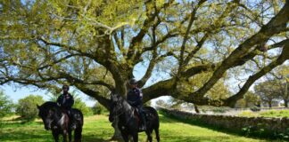 Biodiversità, mostra all’Onu sulle attività dei carabinieri