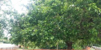 Assago, al via i lavori per primo parco totalmente inclusivo d’Italia