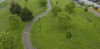 Forestazione urbana, nuovo modello di calcolo per l’assorbimento della CO2